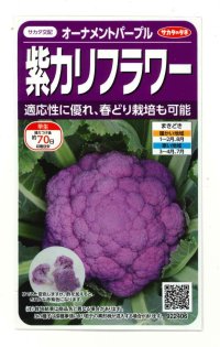 [カリフラワー]　オーナメントパープル（約25粒）　実咲450（203244） (株)サカタのタネ
