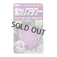 [カリフラワー]　オーナメントパープル（約25粒）　実咲450（203244） (株)サカタのタネ