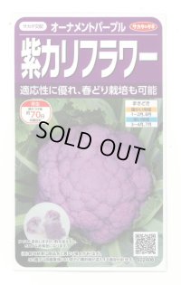 [カリフラワー]　オーナメントパープル（約25粒）　実咲450（203244） (株)サカタのタネ