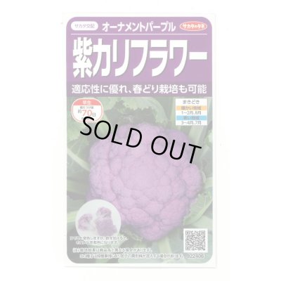 画像1: [カリフラワー]　オーナメントパープル（約25粒）　実咲450（203244） (株)サカタのタネ