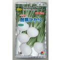送料無料　[かぶ]　耐病ひかり1dl　タキイ種苗(株)