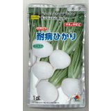 送料無料　[かぶ]　耐病ひかり1dl　タキイ種苗(株)
