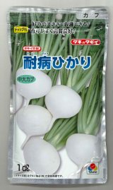 送料無料　[かぶ]　耐病ひかり1dl　タキイ種苗(株)