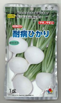 送料無料　[かぶ]　耐病ひかり1dl　タキイ種苗(株)