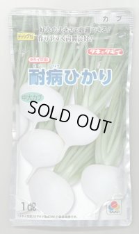 送料無料 [かぶ] 耐病ひかり1dl タキイ種苗(株)
