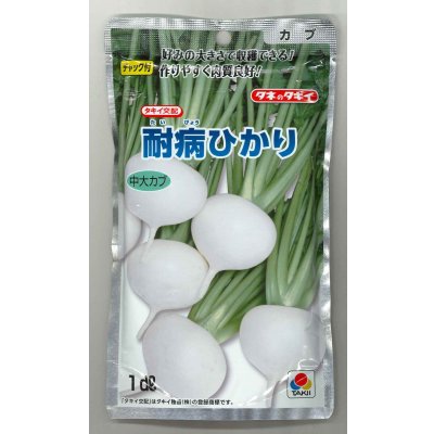 画像1: 送料無料　[かぶ]　耐病ひかり1dl　タキイ種苗(株)
