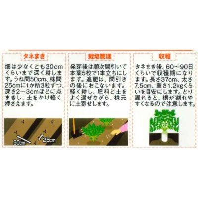 画像2: 送料無料　[大根]　夏秋自慢　約125粒　実咲450（203249）　(株)サカタのタネ