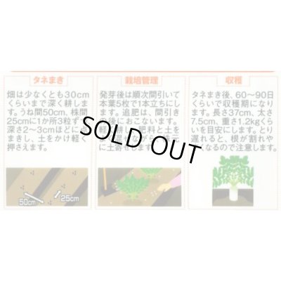 画像2: 送料無料　[大根]　夏秋自慢　約140粒　実咲450（203249）　(株)サカタのタネ