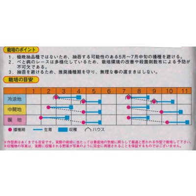 画像3: [ほうれんそう]　リョーユウ　3万粒　渡辺農事（株）