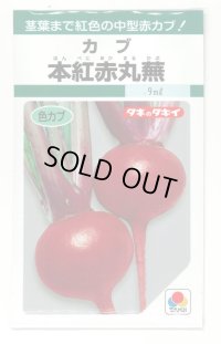 送料無料　[かぶ]　本紅赤丸蕪　約1500粒　タキイ種苗（株）GF　