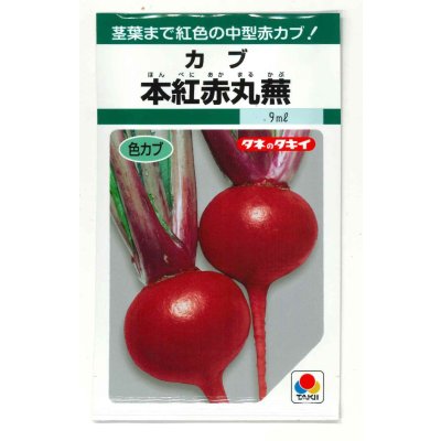 画像1: 送料無料　[かぶ]　本紅赤丸蕪　約1500粒　タキイ種苗（株）GF　