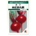 画像1: 送料無料　[かぶ]　本紅赤丸蕪　約1500粒　タキイ種苗（株）GF　 (1)