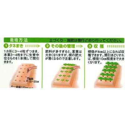 画像3: 送料無料　[かぶ]　本紅赤丸蕪　約1500粒　タキイ種苗（株）GF　