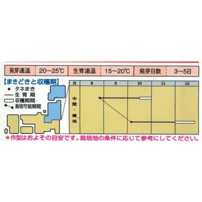 画像4: 送料無料　[かぶ]　本紅赤丸蕪　約1500粒　タキイ種苗（株）GF　