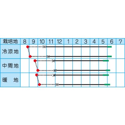 画像2: 送料無料　[たまねぎ]　トップゴールド515　　20ml　(株)タカヤマシード