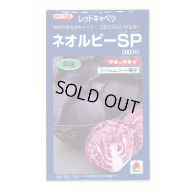 画像1: [キャベツ] ネオルビーSP 2000粒 タキイ種苗(株)