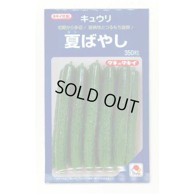 画像1: [キュウリ] 夏ばやし 350粒 タキイ種苗
