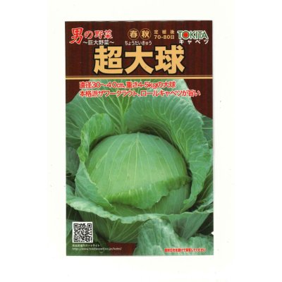 画像1: 送料無料　[キャベツ]　超大球　1ml　トキタ種苗(株)