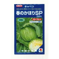 送料無料　[キャベツ]　春のかほりSP　2000粒　タキイ種苗(株)