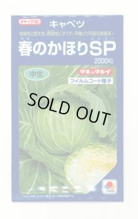 送料無料　[キャベツ]　春のかほりSP　2000粒　タキイ種苗(株)