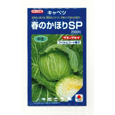 画像1: 送料無料　[キャベツ]　春のかほりSP　2000粒　タキイ種苗(株)