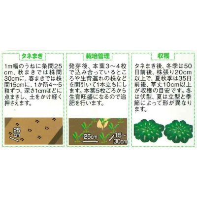 画像2: 送料無料　タアツアイ　約940粒　（株）サカタのタネ　実咲250（003000）