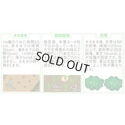 画像2: 送料無料　タアツアイ　約940粒　（株）サカタのタネ　実咲250（003000）