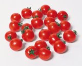 送料無料　[トマト/ミニトマト]　キャロルスター　1000粒　(株)サカタのタネ