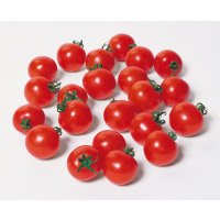 送料無料　[トマト/ミニトマト]　キャロルスター　1000粒　(株)サカタのタネ
