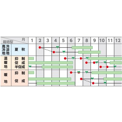 画像2: 送料無料　[トマト/ミニトマト]　キャロルスター　1000粒　(株)サカタのタネ
