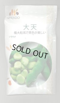 送料無料　[そら豆]　大天　23粒　ヴィルモランみかど（株）