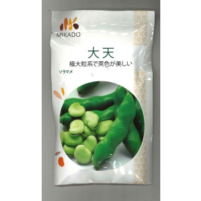 画像1: 送料無料　[そら豆]　大天　23粒　ヴィルモランみかど（株）