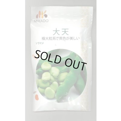 画像1: 送料無料　[そら豆]　大天　23粒　ヴィルモランみかど（株）