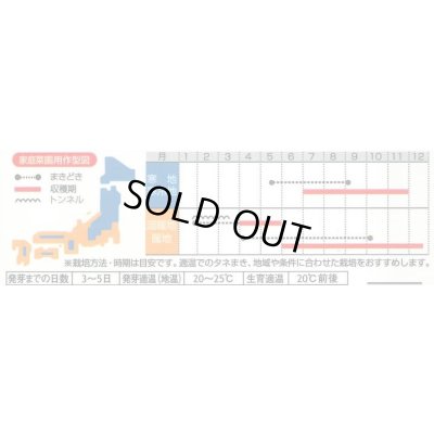 画像3: 送料無料　タアツアイ　約940粒　（株）サカタのタネ　実咲250（003000）