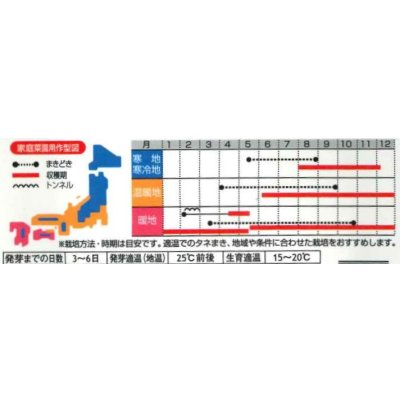 画像3: 送料無料　アイデアル(スイスチャード)　約30粒　(株)サカタのタネ　実咲350（002963）
