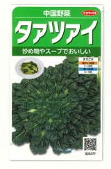 送料無料　タアツアイ　約940粒　（株）サカタのタネ　実咲250（003000）