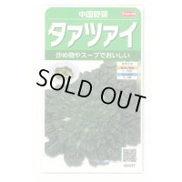 送料無料　タアツアイ　約940粒　（株）サカタのタネ　実咲250（003000）