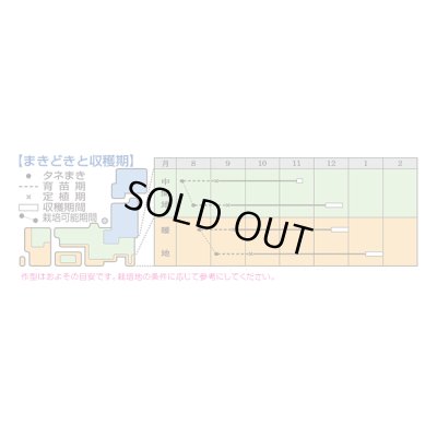 画像3: 送料無料　[ブロッコリー]　キャッスル　5000粒　ペレット種子　タキイ種苗(株)