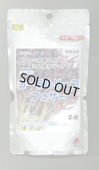 からしな コーラルリーフフェザー 2dl タキイ種苗（株）