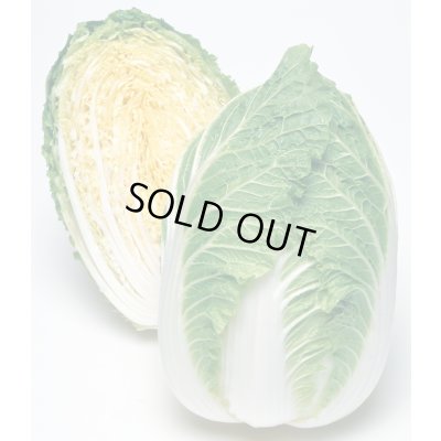 画像1: 送料無料　[白菜]　きらぼし90　ペレット5千粒　タキイ種苗(株)