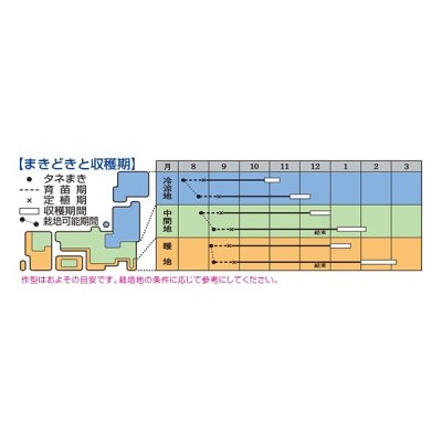 画像2: 送料無料　[白菜]　きらぼし90　ペレット5千粒　タキイ種苗(株)