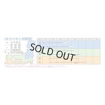 画像3: 送料無料　[白菜]　きらぼし90　ペレット5千粒　タキイ種苗(株)