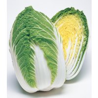 送料無料　[白菜]　きらぼし85　ペレット5千粒　タキイ種苗(株)