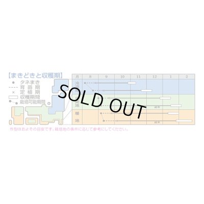 画像2: 送料無料　[白菜]　黄ごころ90　20ml　タキイ種苗(株)