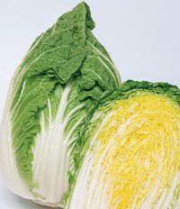 送料無料　[白菜]　黄づつみ95　ペレット5千粒　タキイ種苗(株)