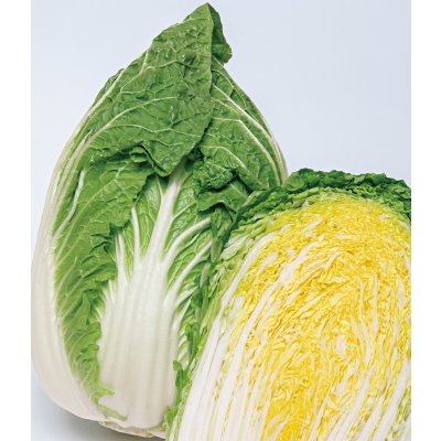 画像1: 送料無料　[白菜]　黄づつみ95　ペレット5千粒　タキイ種苗(株)
