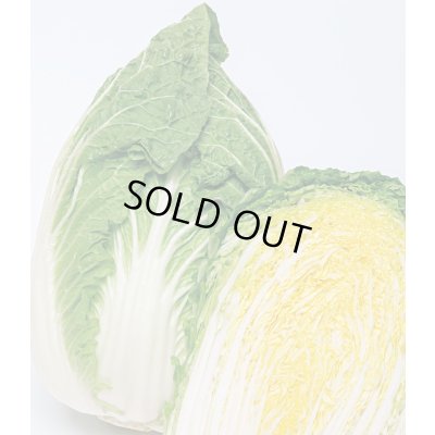 画像1: 送料無料　[白菜]　黄づつみ95　ペレット5千粒　タキイ種苗(株)