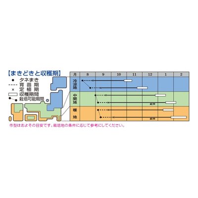 画像2: 送料無料　[白菜]　黄ごころ90　ペレット5千粒　タキイ種苗（株）