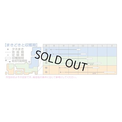 画像2: 送料無料　[白菜]　きらぼし85　0.9ml（約240粒）　タキイ種苗(株)　DF