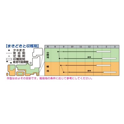 画像2: 送料無料　[白菜]　黄づつみ95　ペレット5千粒　タキイ種苗(株)